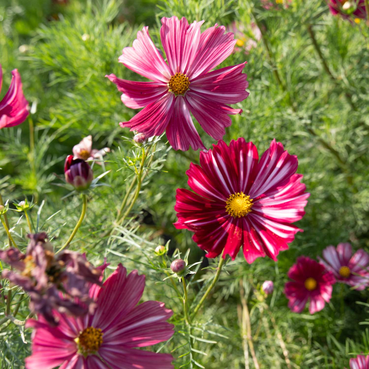 Cosmos 'Velouette' (graines)